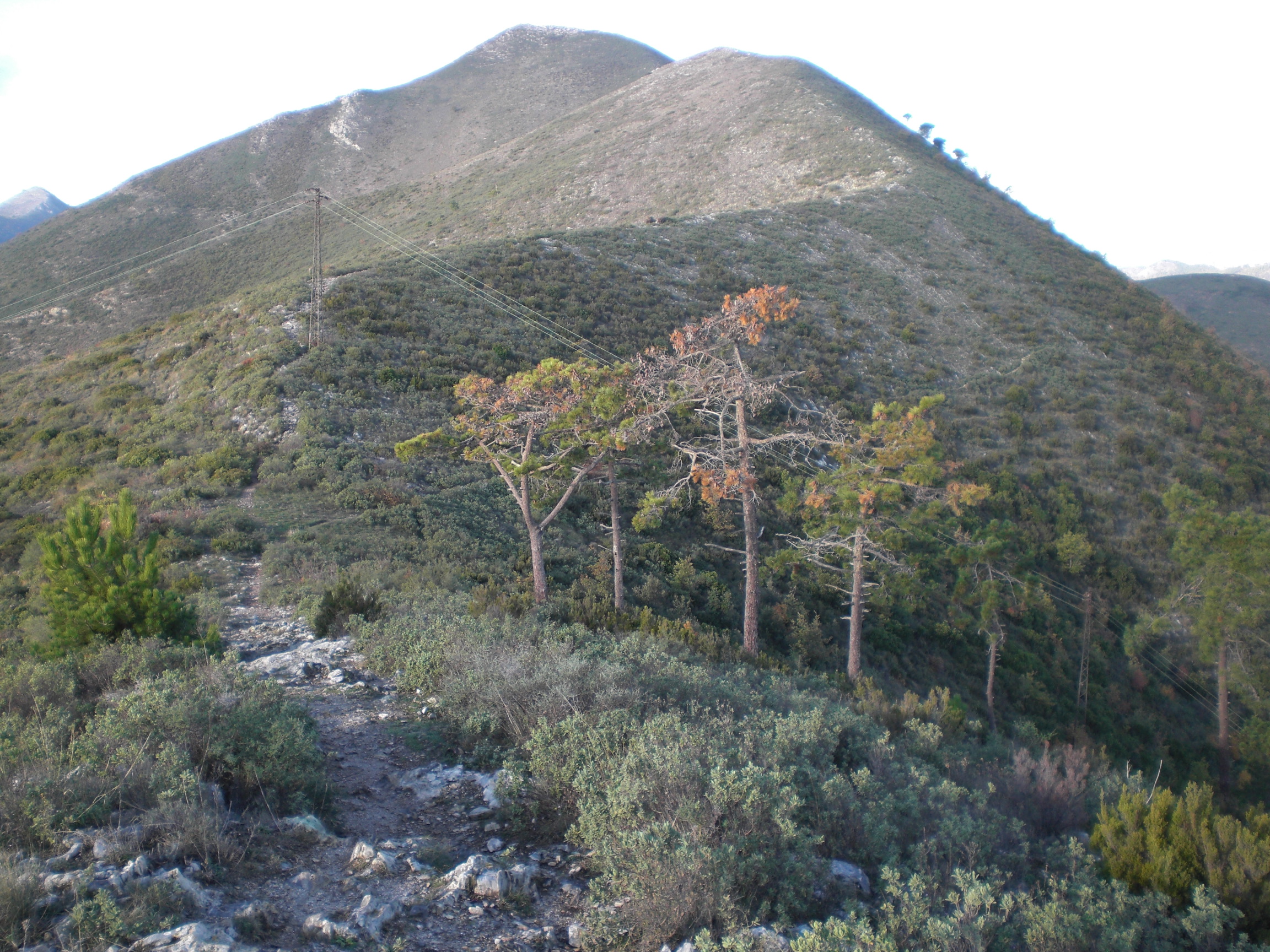 Terreno Ceriale (SV) monte Piccaro in vendita - foto 3
