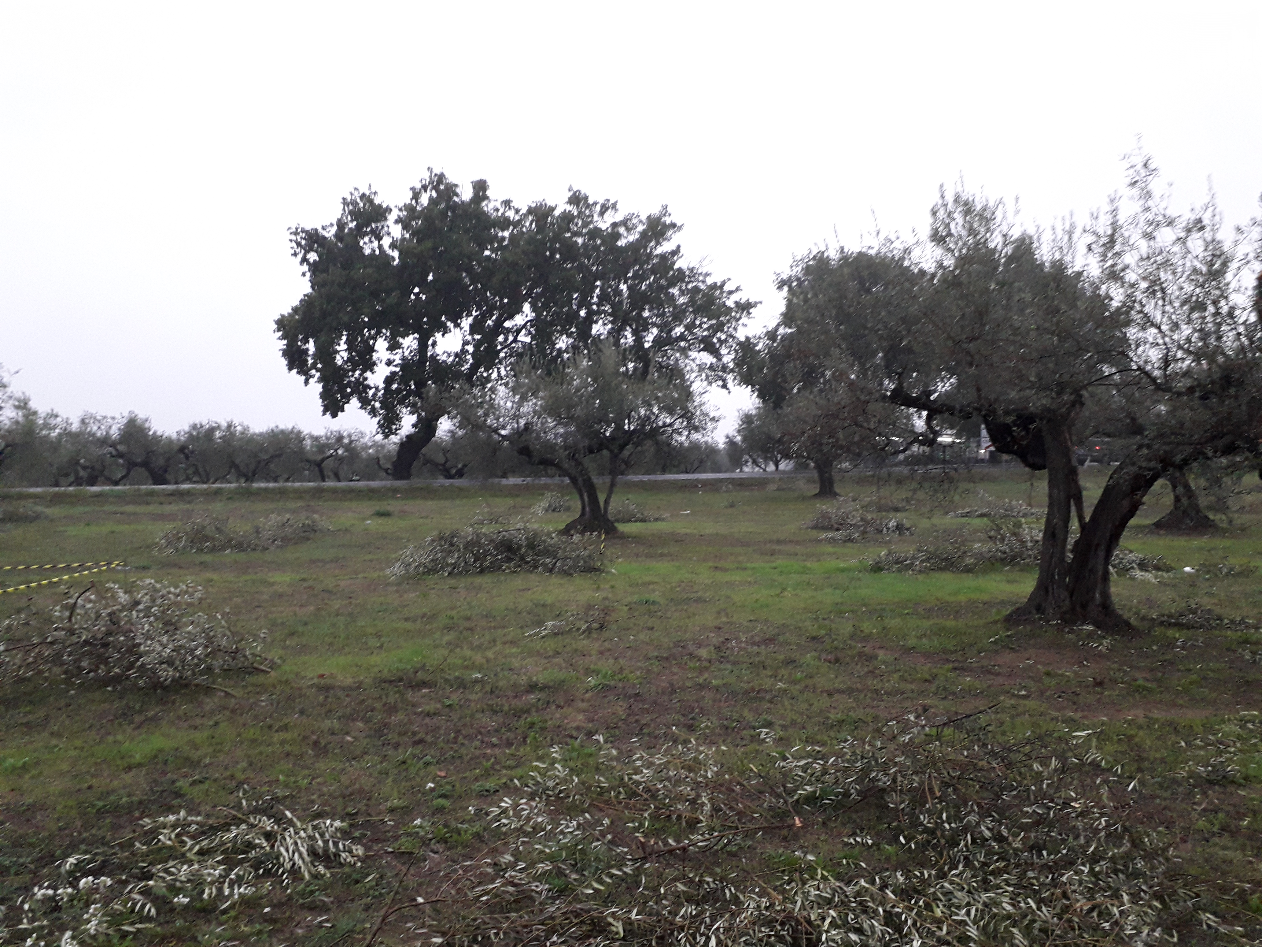 Cepagatti (PE) 3635 mq terreno edificabile  in vendita - foto 7