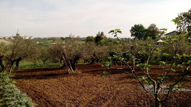 Pianella (PE) terreno edificabile in vendita. in vendita - foto 3