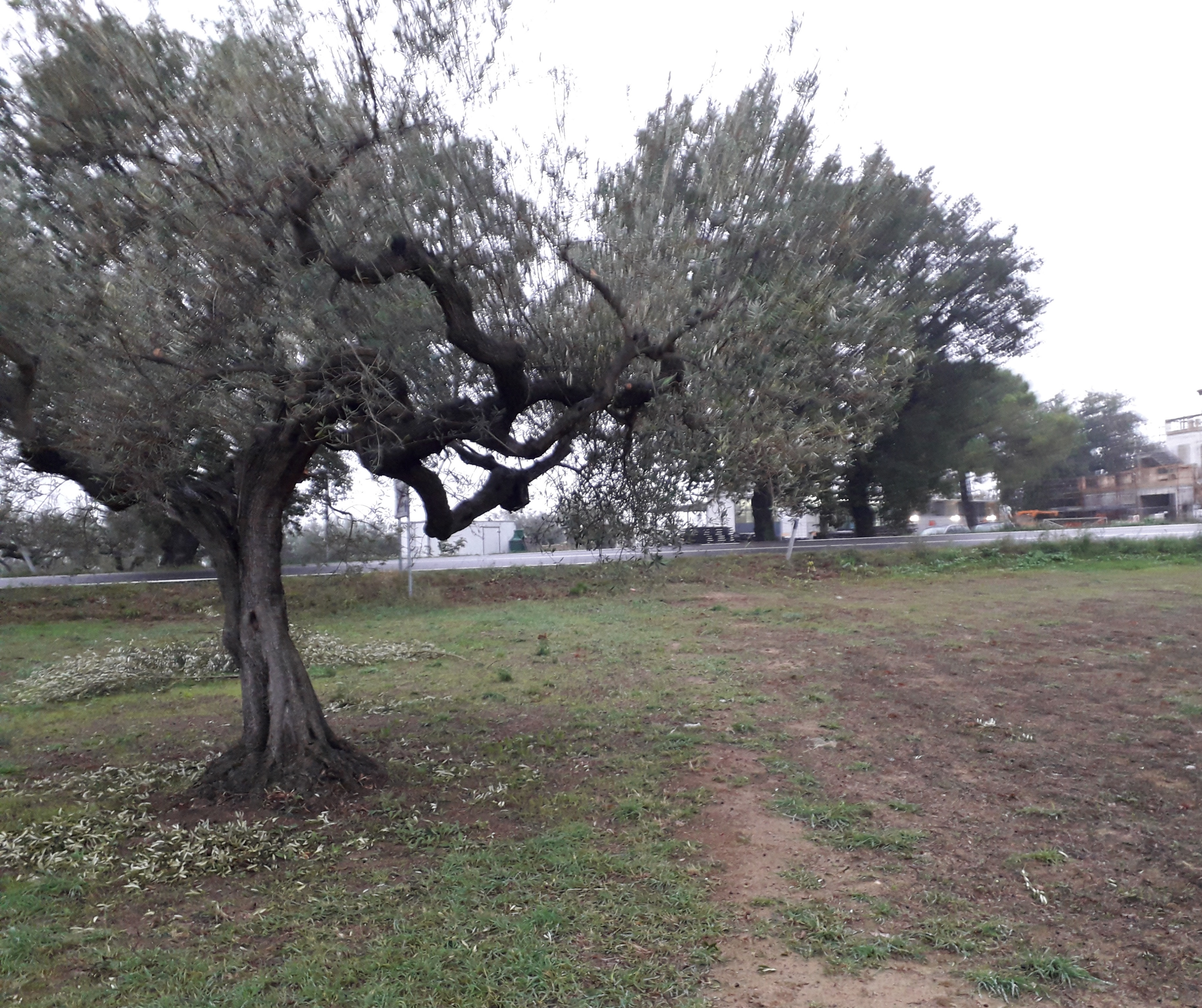 Cepagatti (PE) terreno edificabile in vendita. in vendita - foto 6