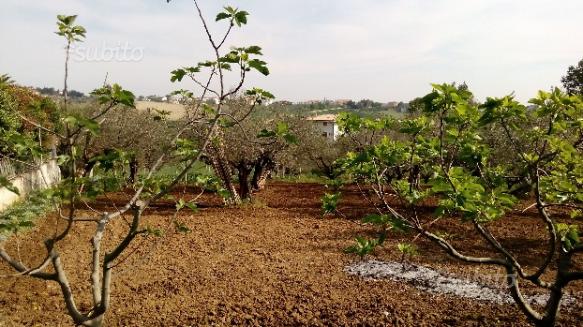 Pianella (PE) terreno edificabile in vendita. in vendita - foto 2