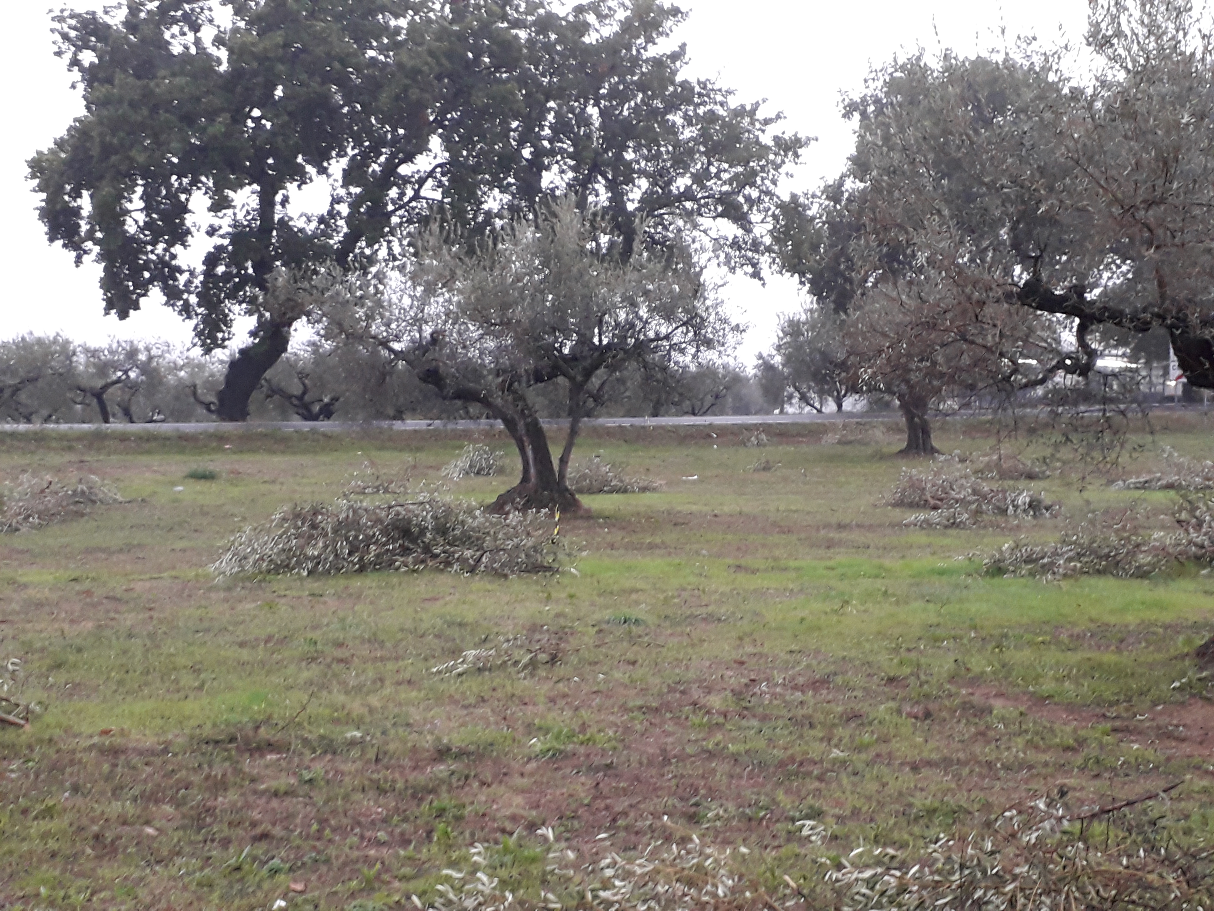 Cepagatti (PE) 3635 mq terreno edificabile  in vendita - foto 10
