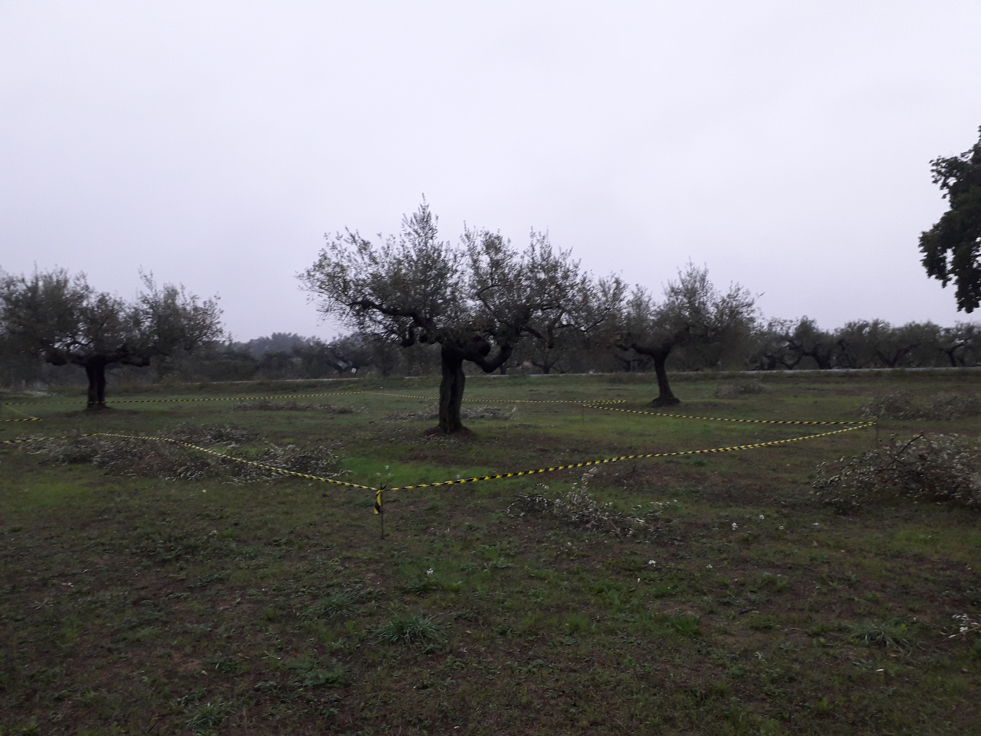 Cepagatti (PE) 3635 mq terreno edificabile  in vendita - foto 2