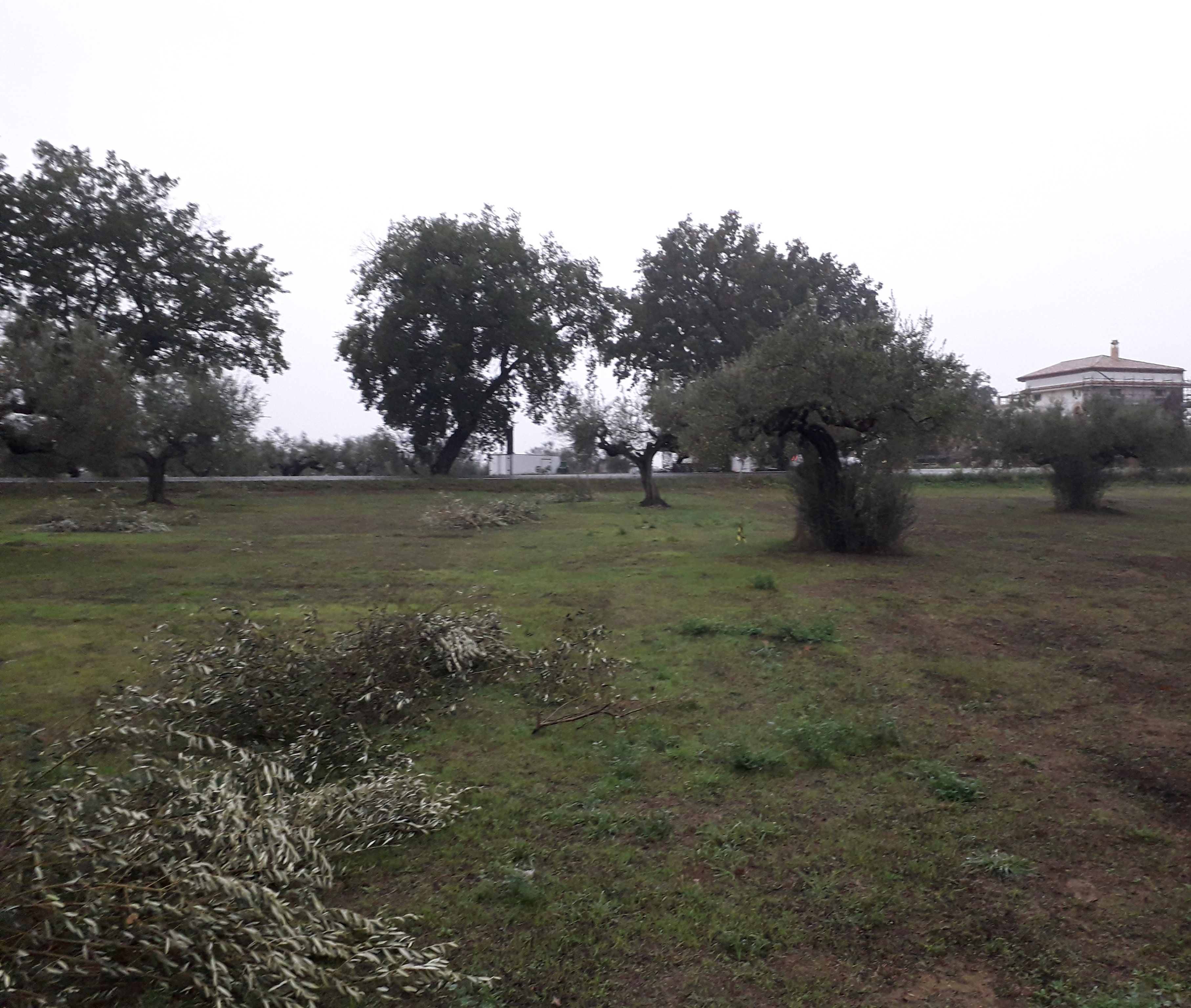 Cepagatti (PE) terreno edificabile in vendita. in vendita - foto 5