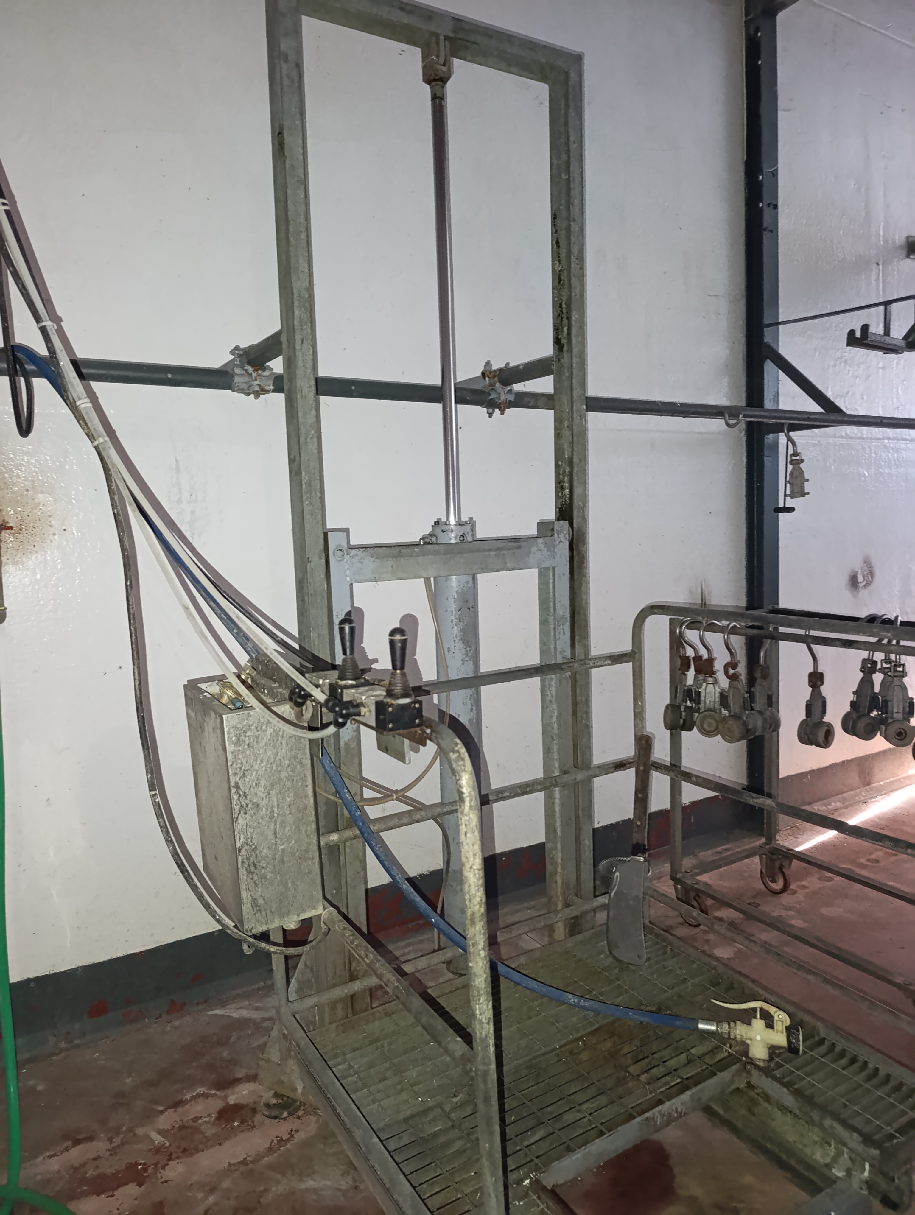 catena linea bovini,suini,zona tripperia,storditore in vendita - foto 11