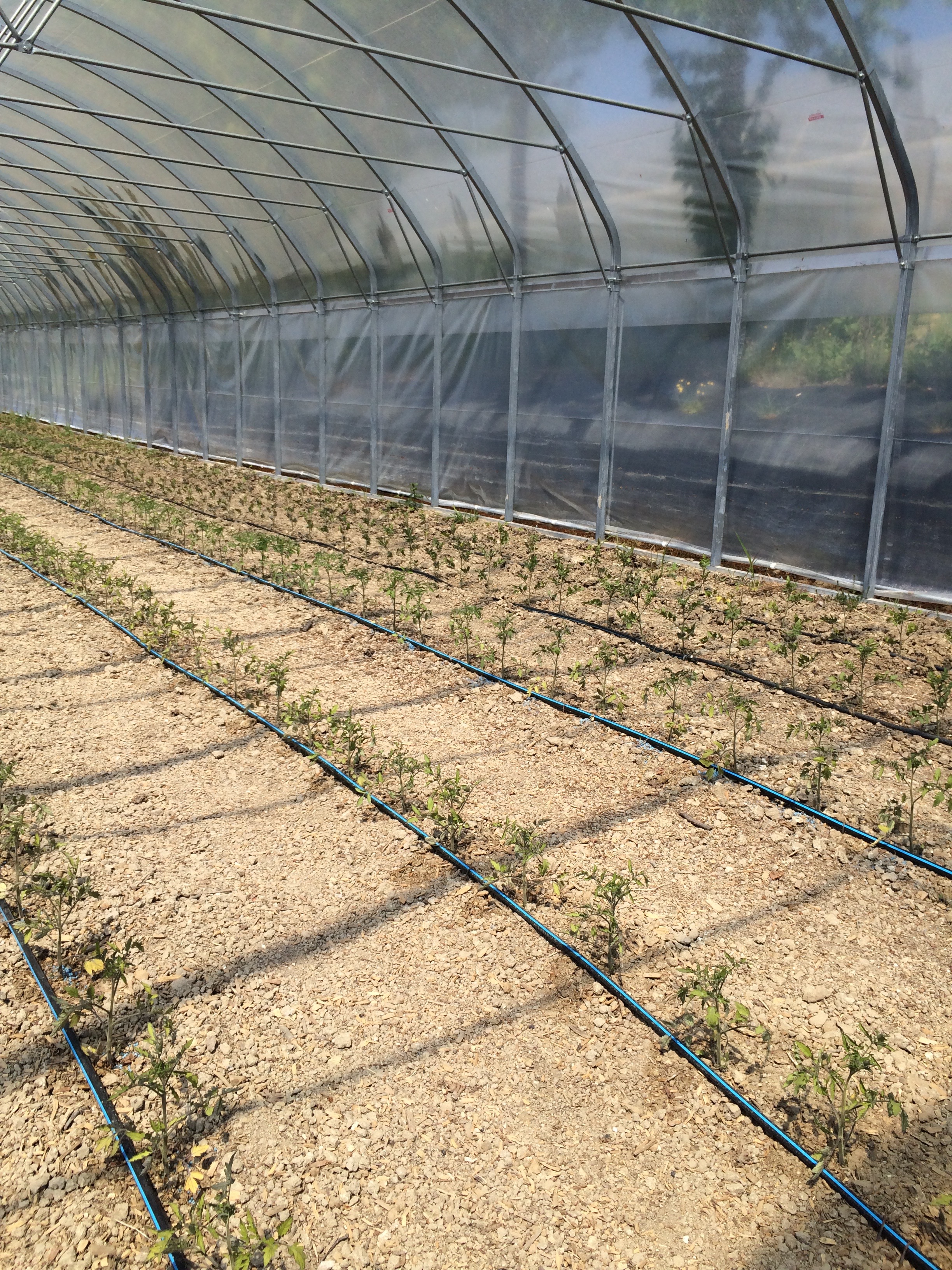 Serre per agricoltura ml 35x8 e ml 25x8  in vendita - foto 2