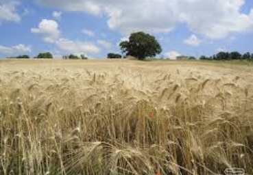 Azienda di produzione alimentare  in vendita - foto 1