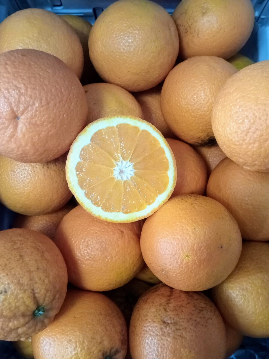 PRODUZIONE ESTRATTI VEGETALI per AGRICOLTURA BIO e NON in vendita - foto 2