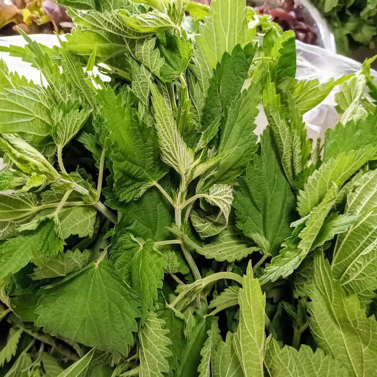 PRODUZIONE ESTRATTI VEGETALI per AGRICOLTURA BIO e NON in vendita - foto 4