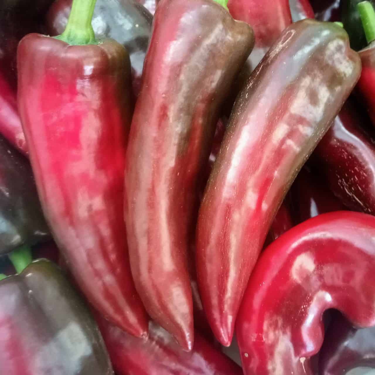 PRODUZIONE ESTRATTI VEGETALI per AGRICOLTURA BIO e NON in vendita - foto 5