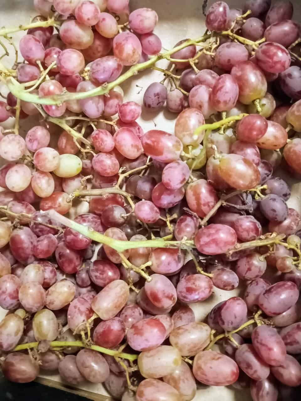 PRODUZIONE ESTRATTI VEGETALI per AGRICOLTURA BIO e NON in vendita - foto 3