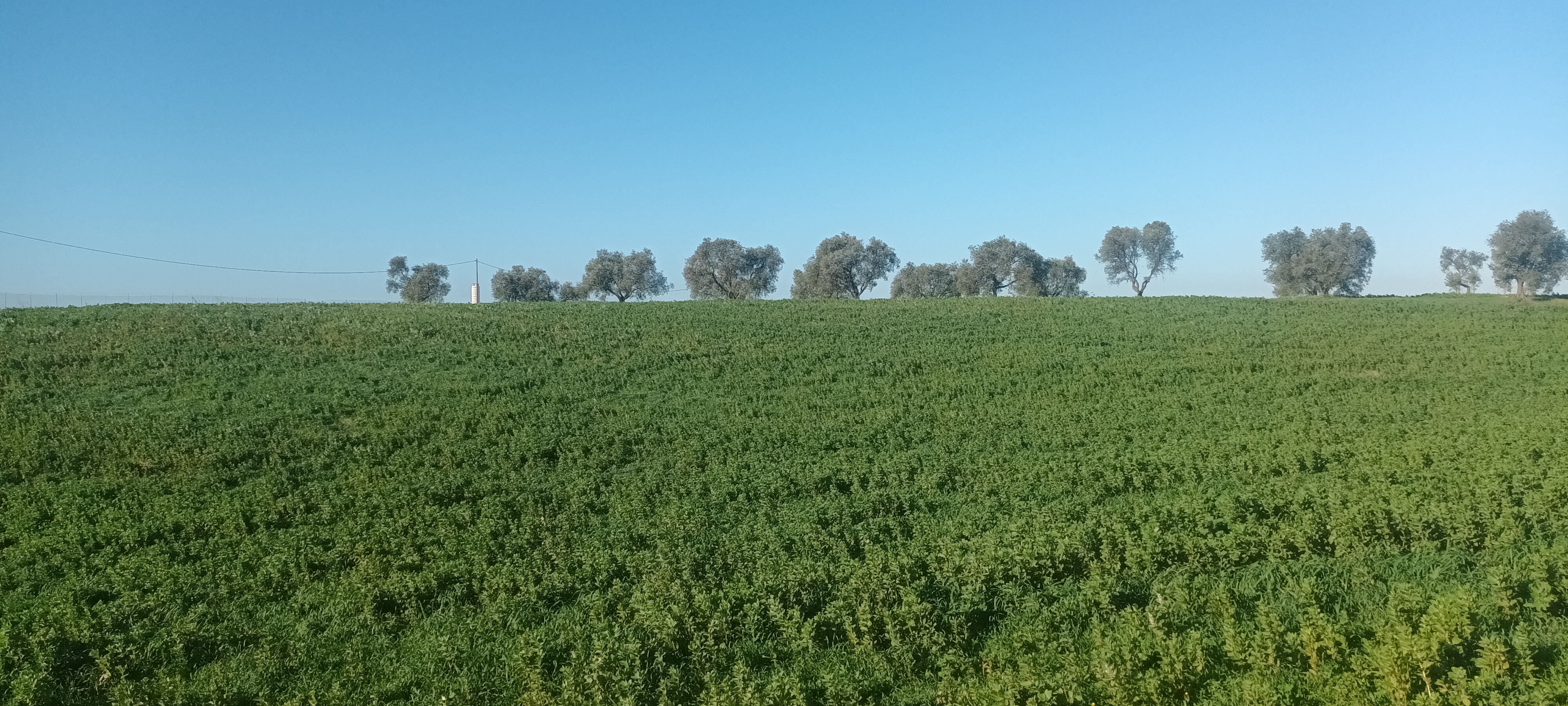 Agricoli in vendita