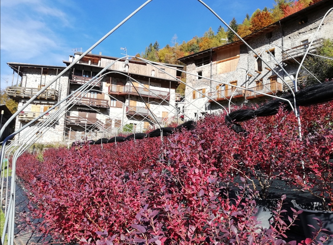 Azienda Agricola piccoli frutti (mirtilli) in vendita - foto 2