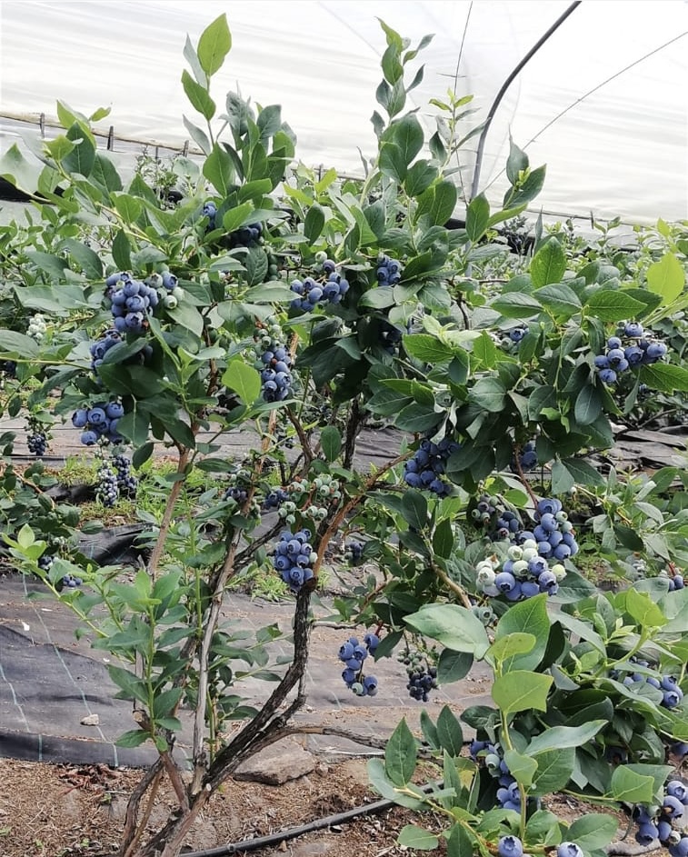 Azienda Agricola piccoli frutti (mirtilli) in vendita - foto 3
