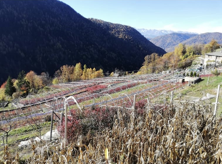 Azienda Agricola piccoli frutti (mirtilli) in vendita - foto 1