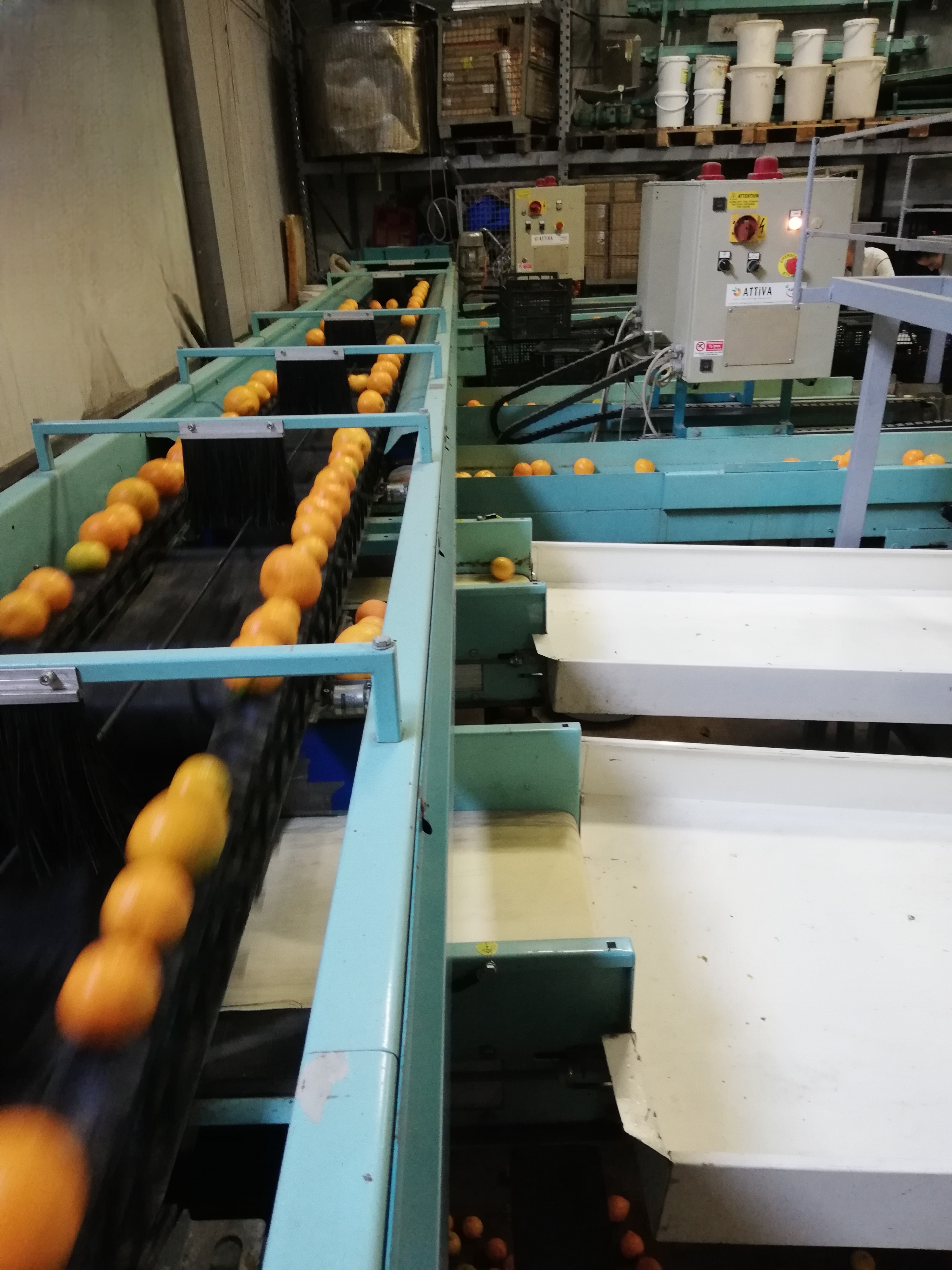 Calibrator for washing and calibrating fruits in vendita - foto 3
