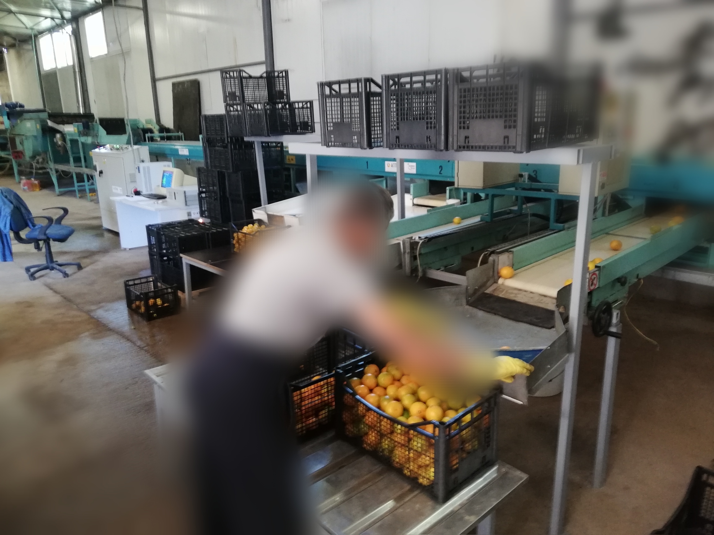 Calibrator for washing and calibrating fruits in vendita - foto 4