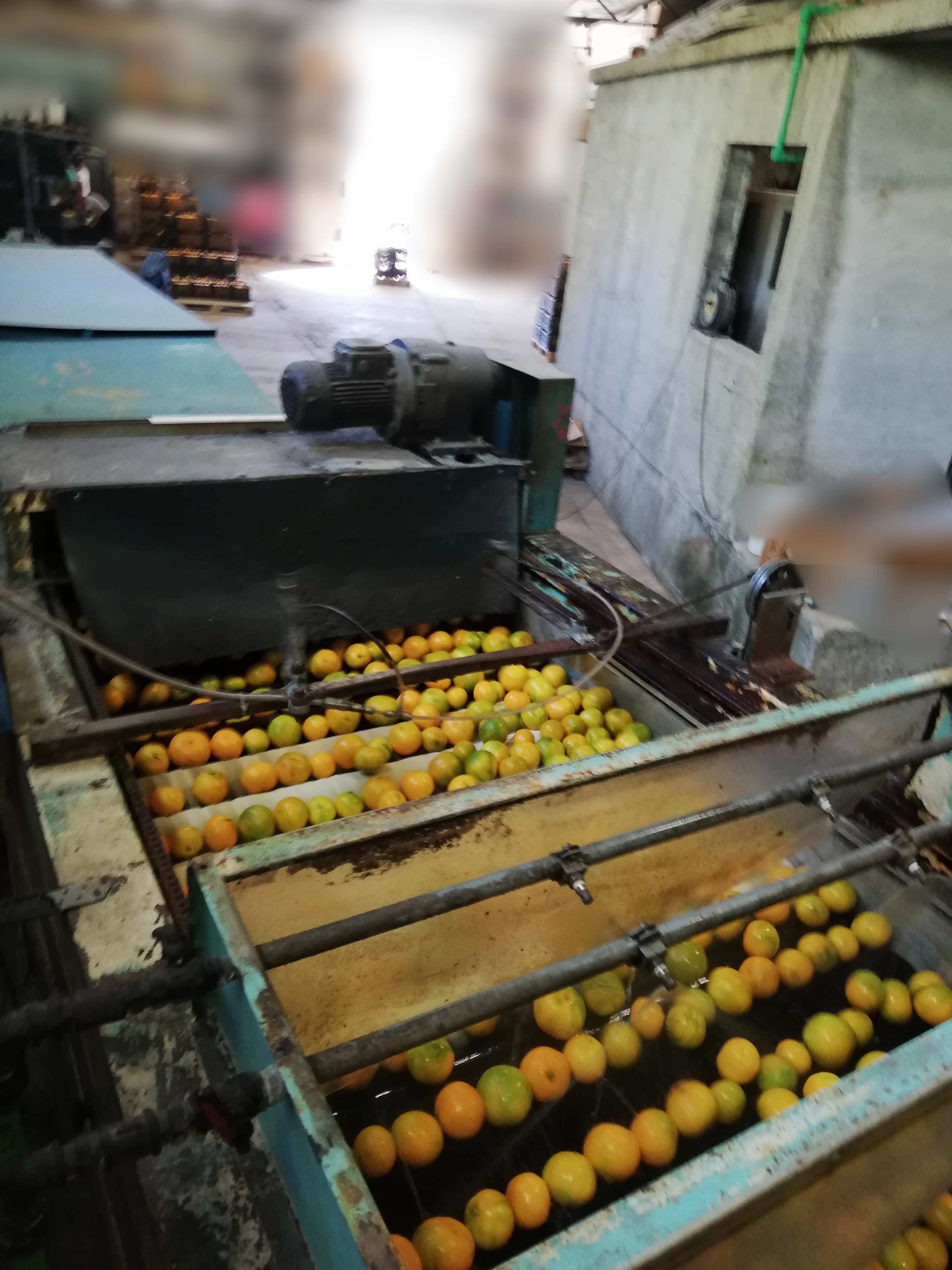 Calibrator for washing and calibrating fruits in vendita - foto 7