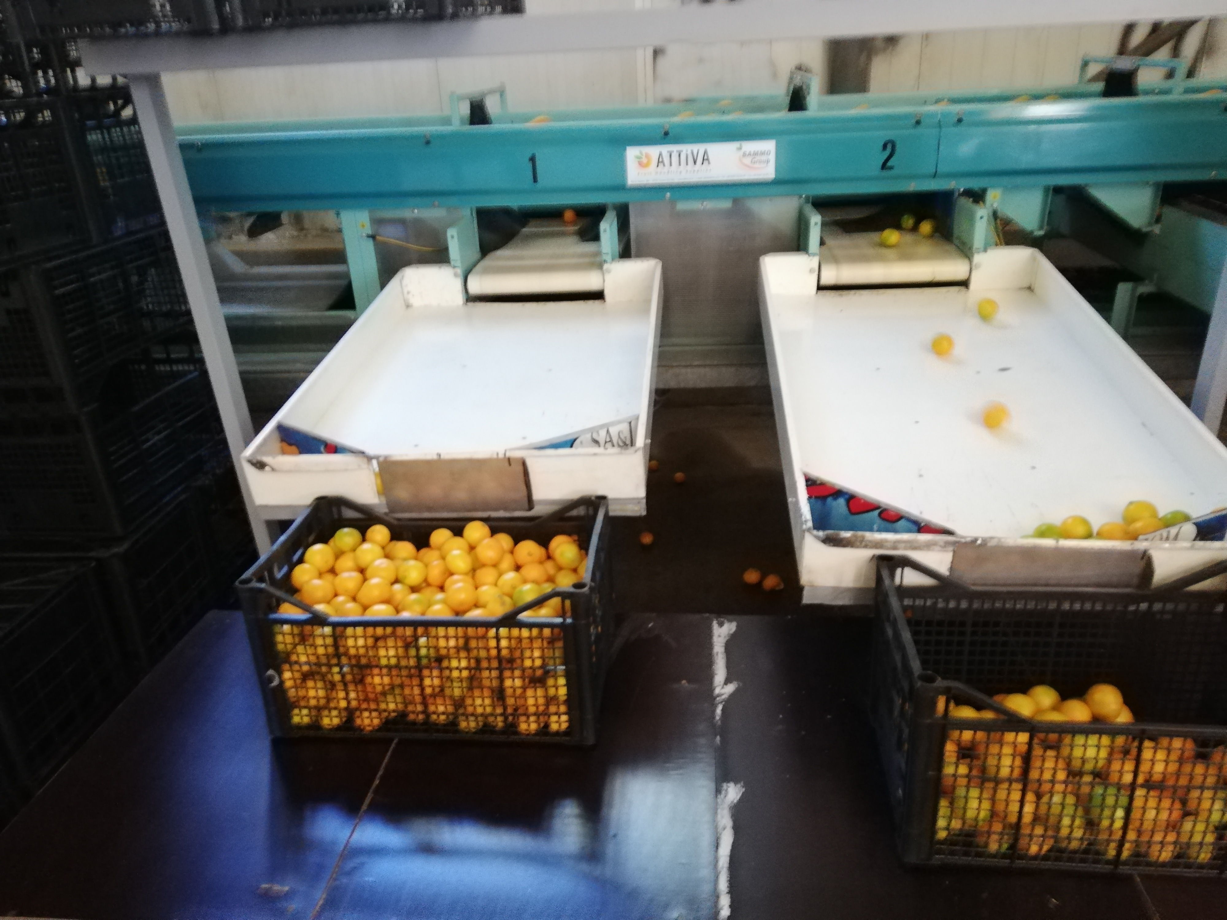 Calibrator for washing and calibrating fruits in vendita - foto 2