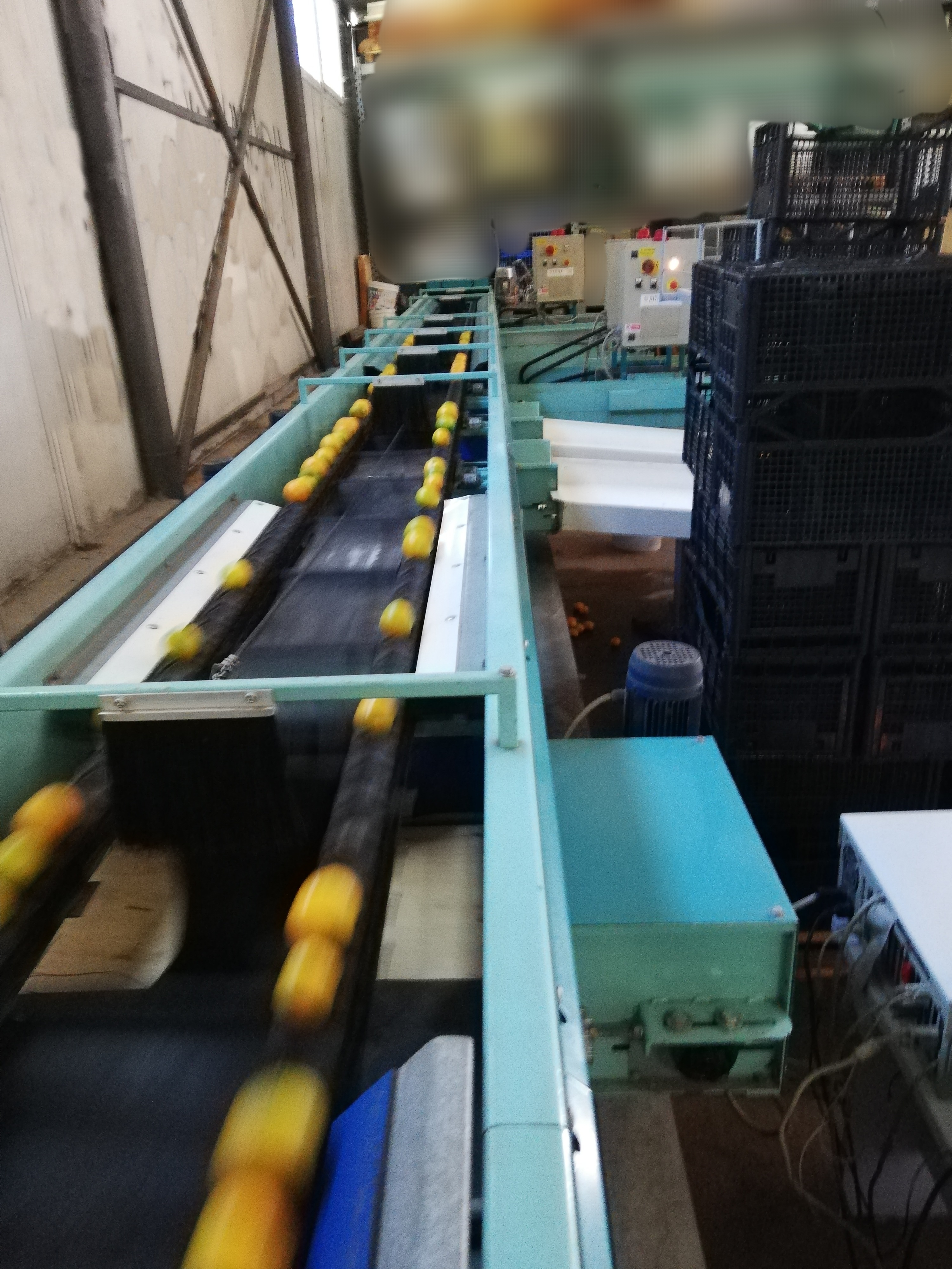 Calibrator for washing and calibrating fruits in vendita - foto 6