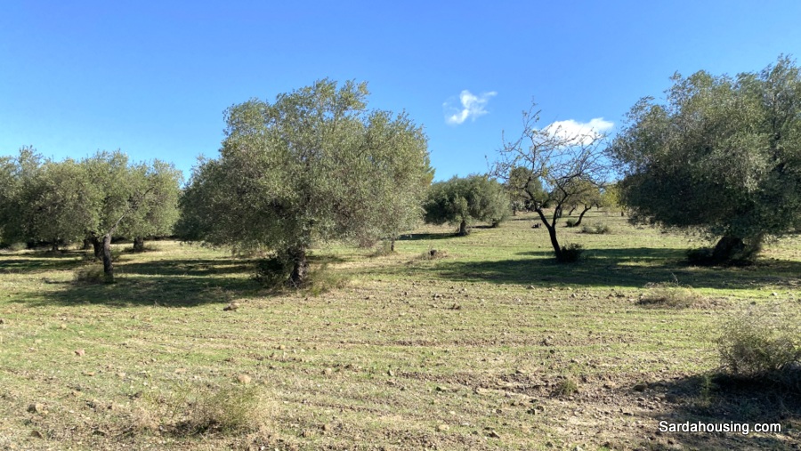 Terreno con olivi e pozzo a Dolianova, Sardegna in vendita - foto 8