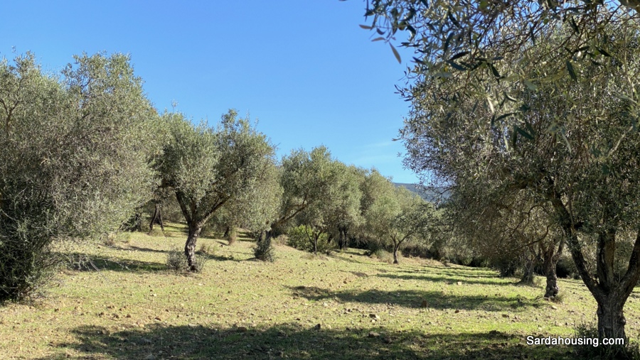 Terreno con olivi e pozzo a Dolianova, Sardegna in vendita - foto 13