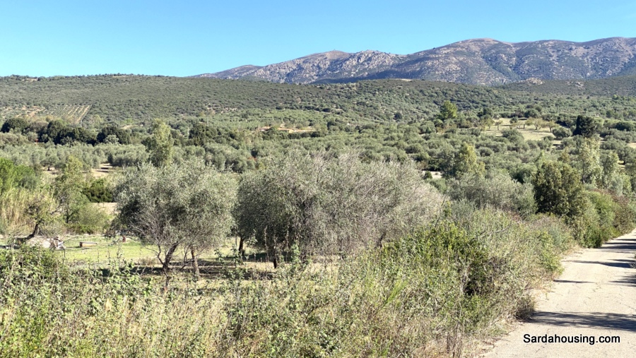 Terreno con olivi e pozzo a Dolianova, Sardegna in vendita - foto 2