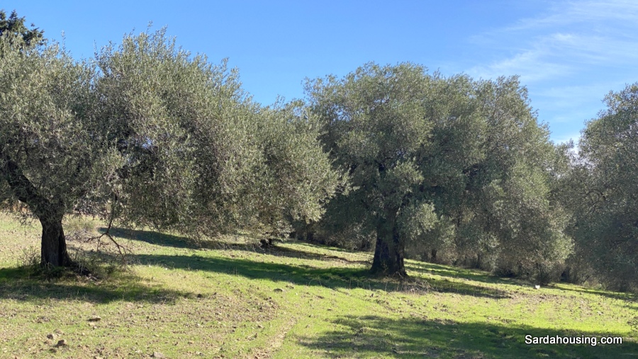 Terreno con olivi e pozzo a Dolianova, Sardegna in vendita - foto 3