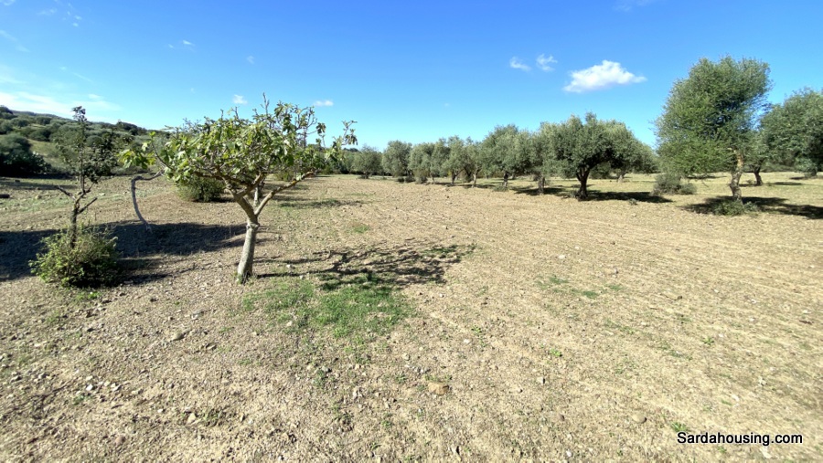 Terreno con olivi e pozzo a Dolianova, Sardegna in vendita - foto 4