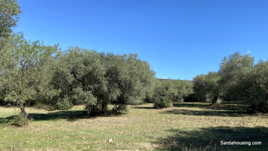 Terreno con olivi e pozzo a Dolianova, Sardegna in vendita - foto 12