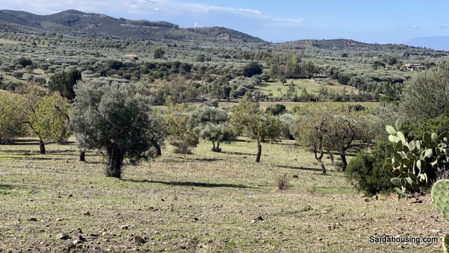 Terreno con olivi e pozzo a Dolianova, Sardegna in vendita - foto 10