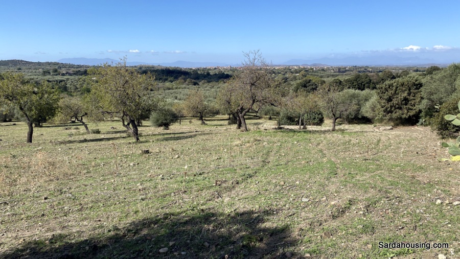 Terreno con olivi e pozzo a Dolianova, Sardegna in vendita - foto 9