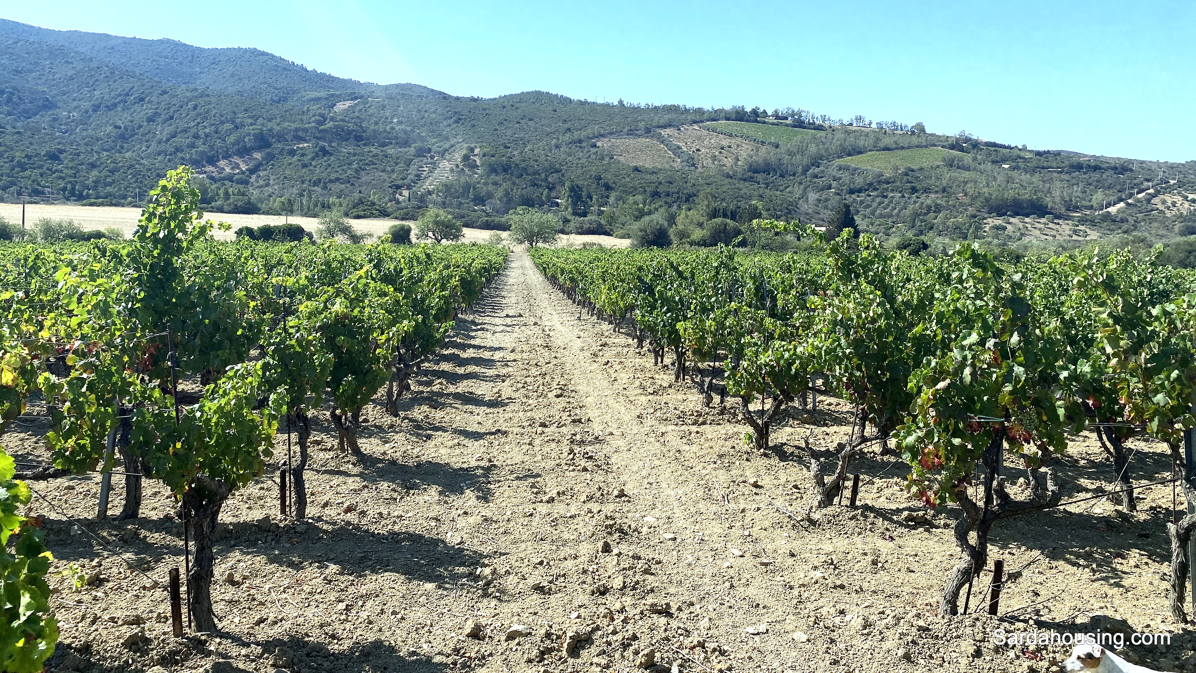 Complesso agricolo Sa Spinarba a Soleminis in vendita - foto 7