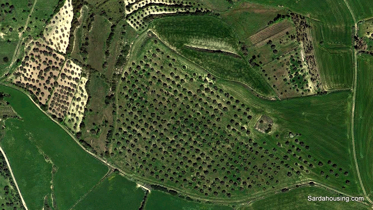 Oliveto in produzione in vendita - foto 2