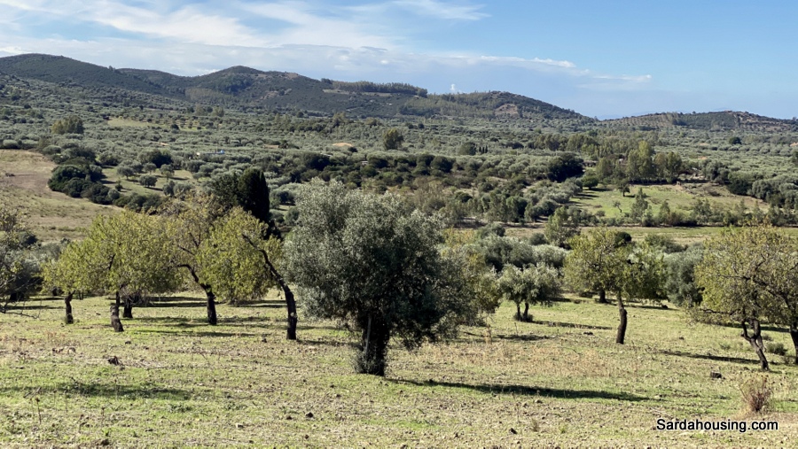 Terreno con olivi e pozzo a Dolianova, Sardegna in vendita - foto 6