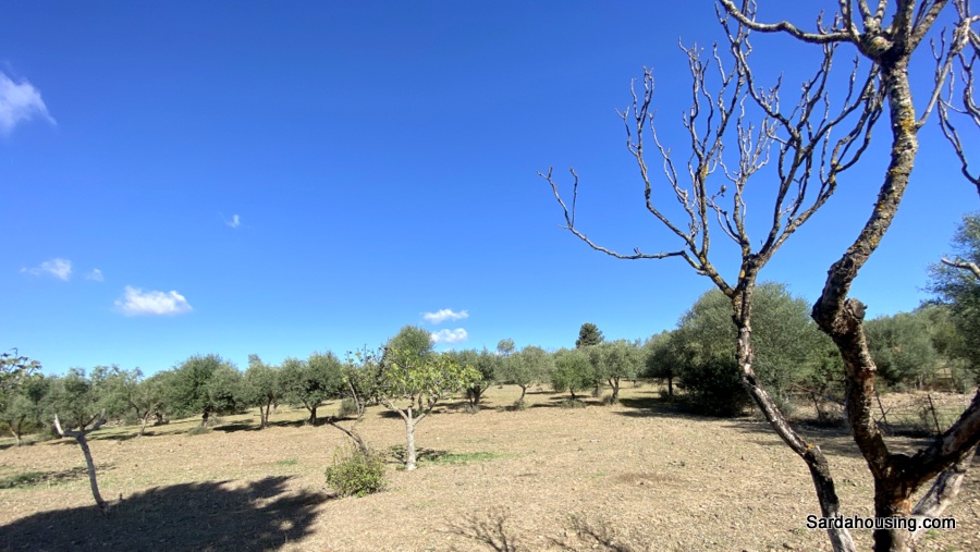 Terreno con olivi e pozzo a Dolianova, Sardegna in vendita - foto 5