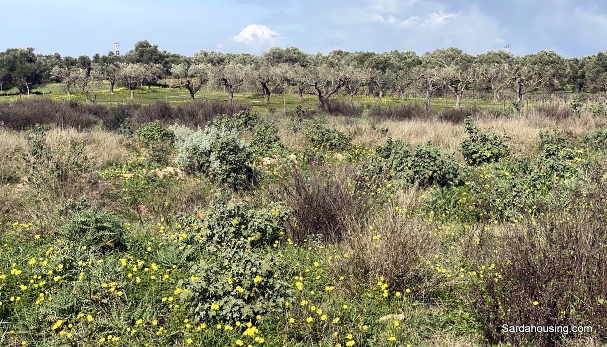 Terreno agricolo a Dolianova in vendita - foto 2