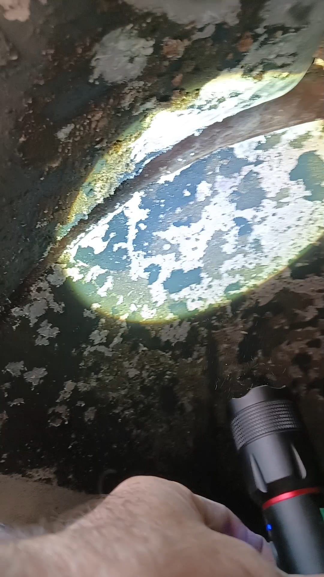 Forno a legna PAVESI pizzeria in vendita - foto 15