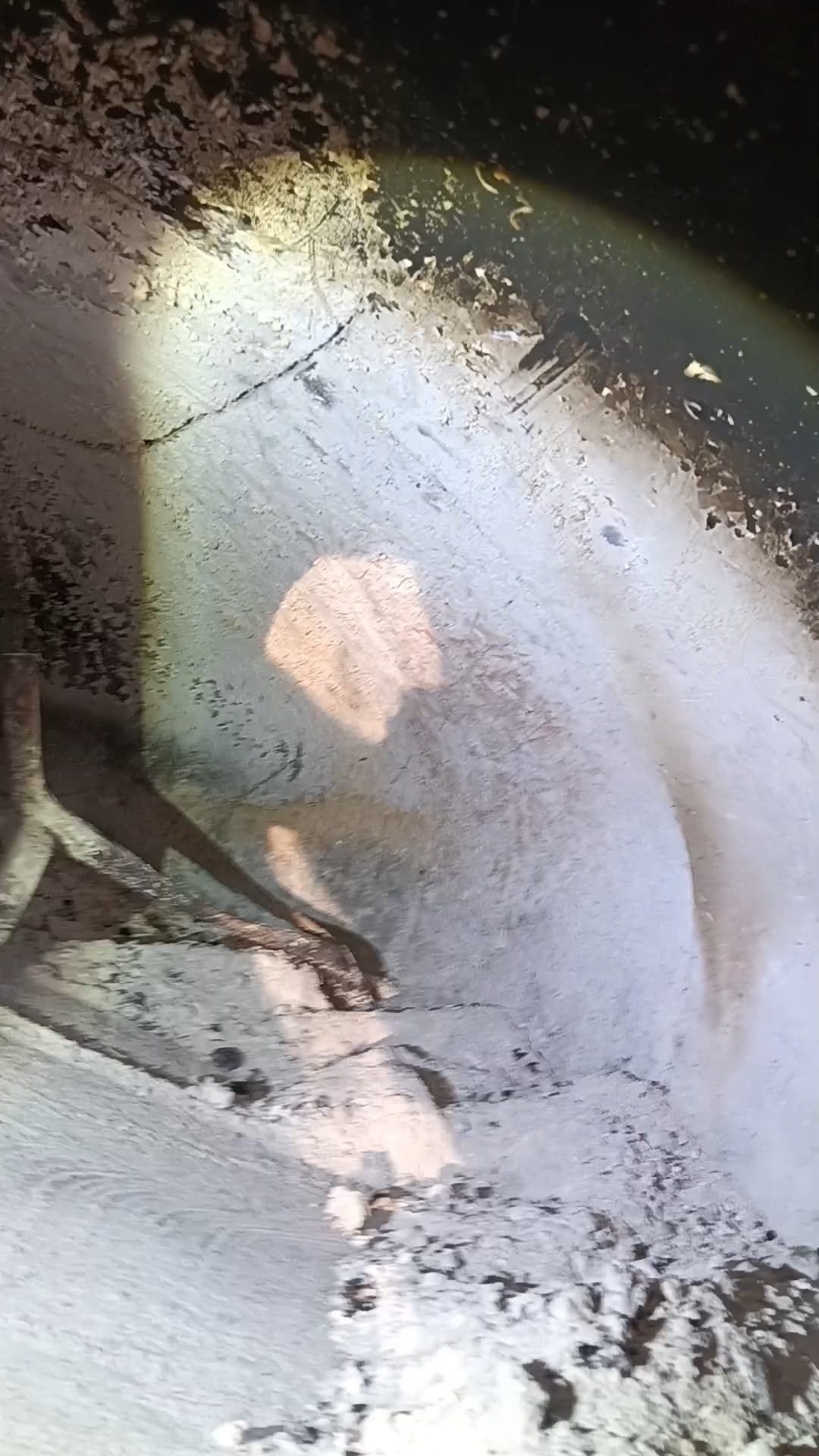 Forno a legna PAVESI pizzeria in vendita - foto 8