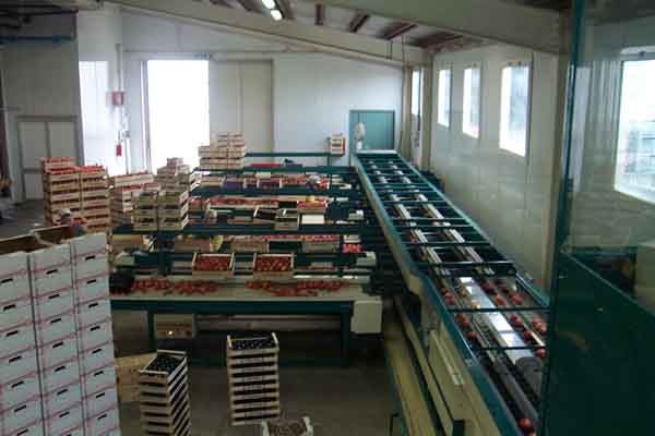 Calibratrice per pesche e ogni tipologia di agrume in vendita - foto 1