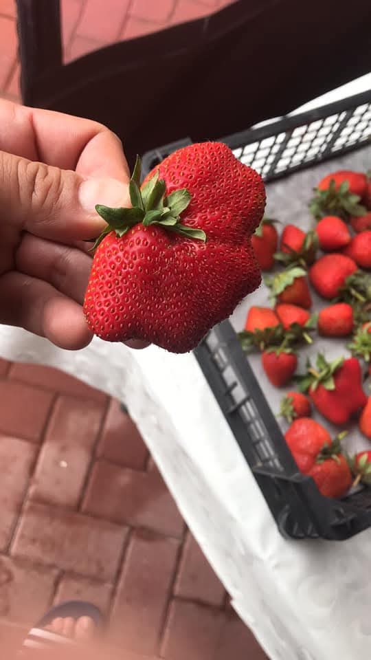 FRUTTETO MODERNO IN ROMANIA in vendita - foto 3