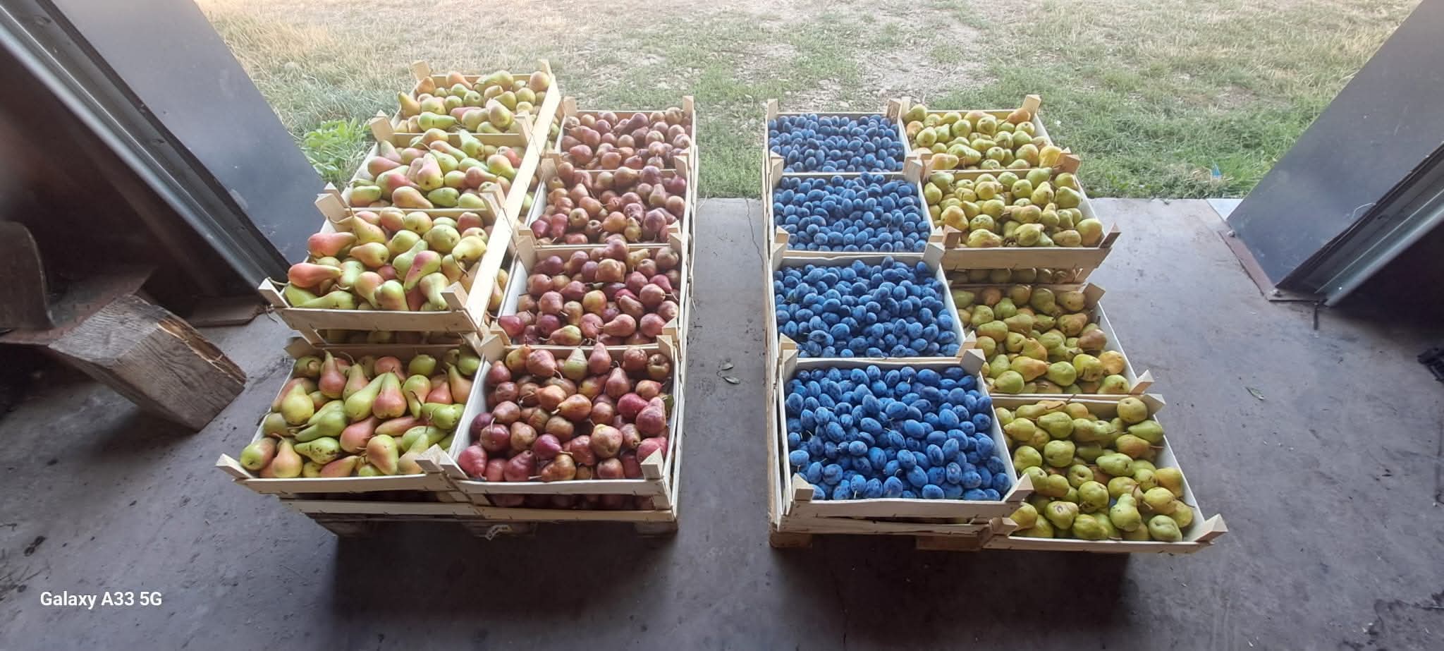 FRUTTETO MODERNO IN ROMANIA in vendita - foto 2