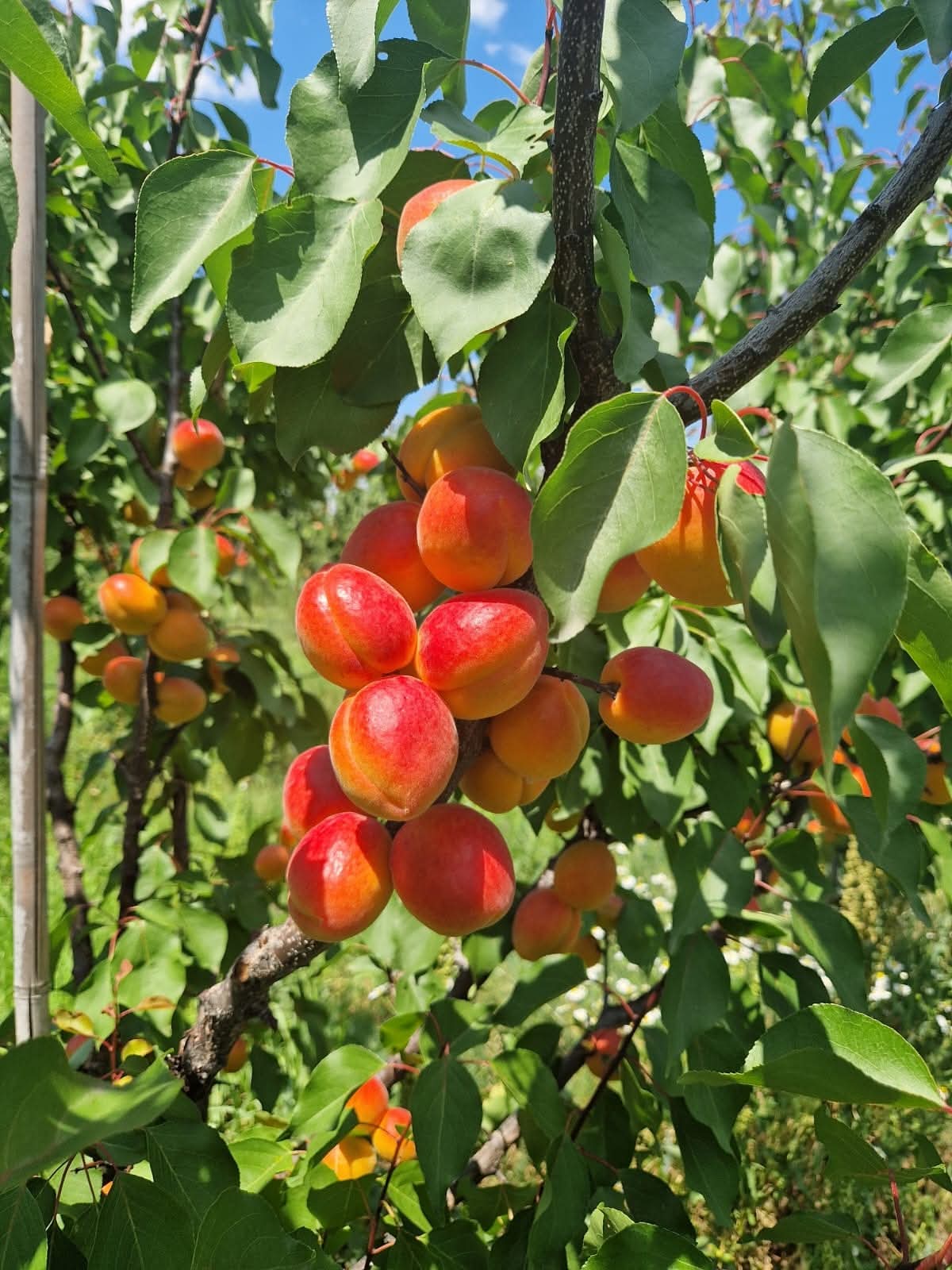 FRUTTETO MODERNO IN ROMANIA in vendita - foto 5
