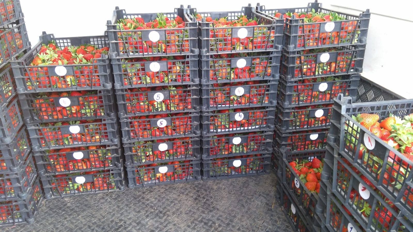 FRUTTETO MODERNO IN ROMANIA in vendita - foto 6