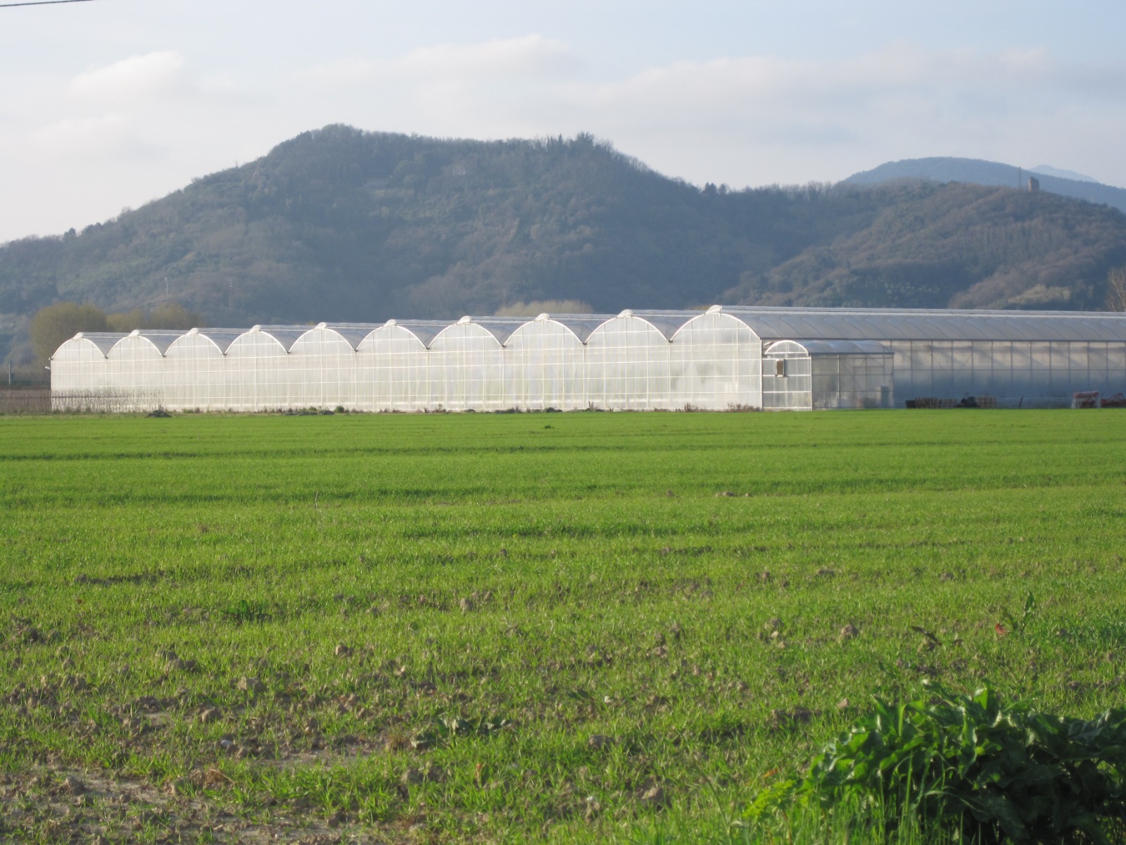 SERRA IDROPONICA HI-TECH 5000 MQ in vendita - foto 4