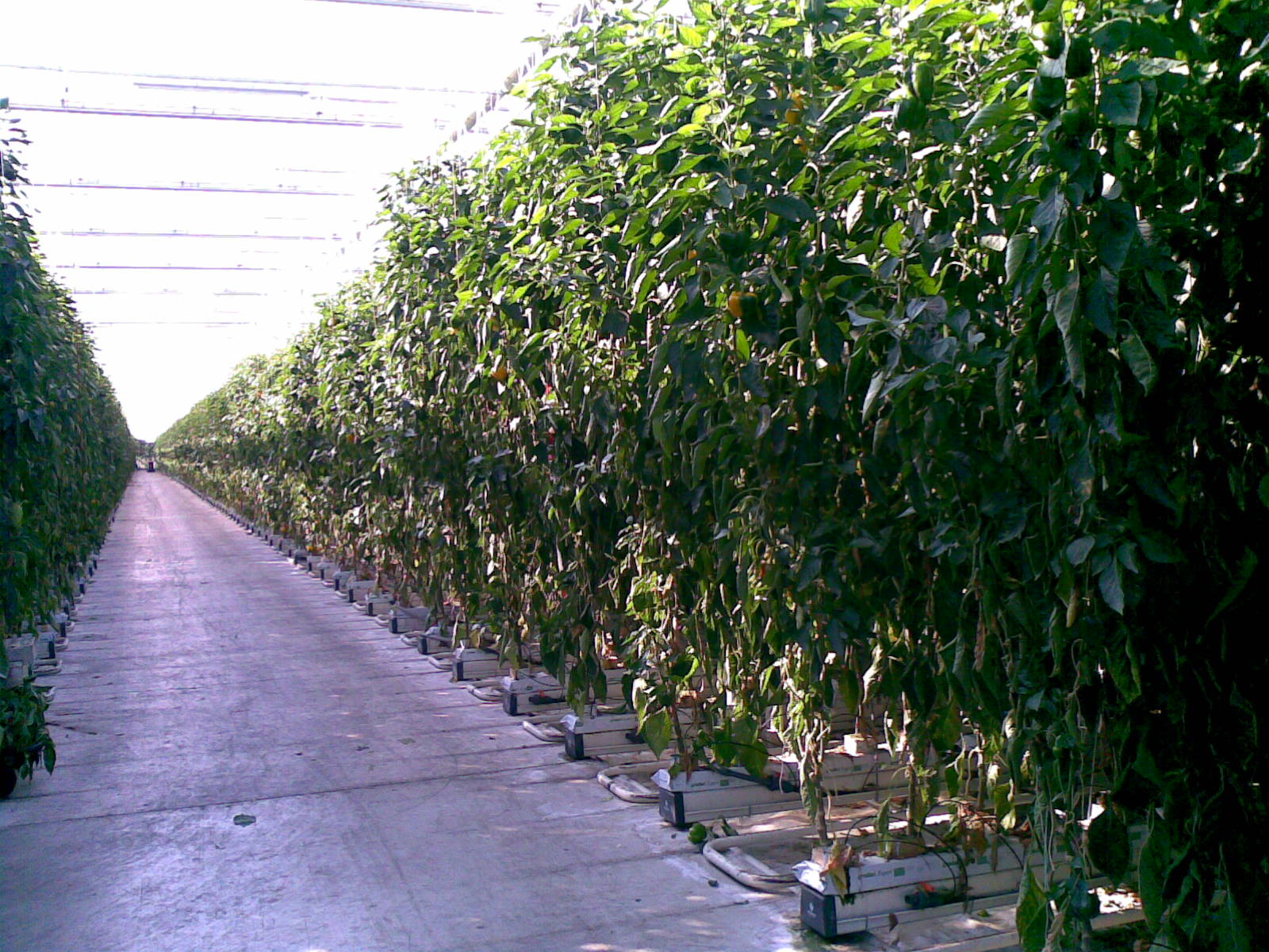 SERRA IDROPONICA HI-TECH 5000 MQ in vendita - foto 6