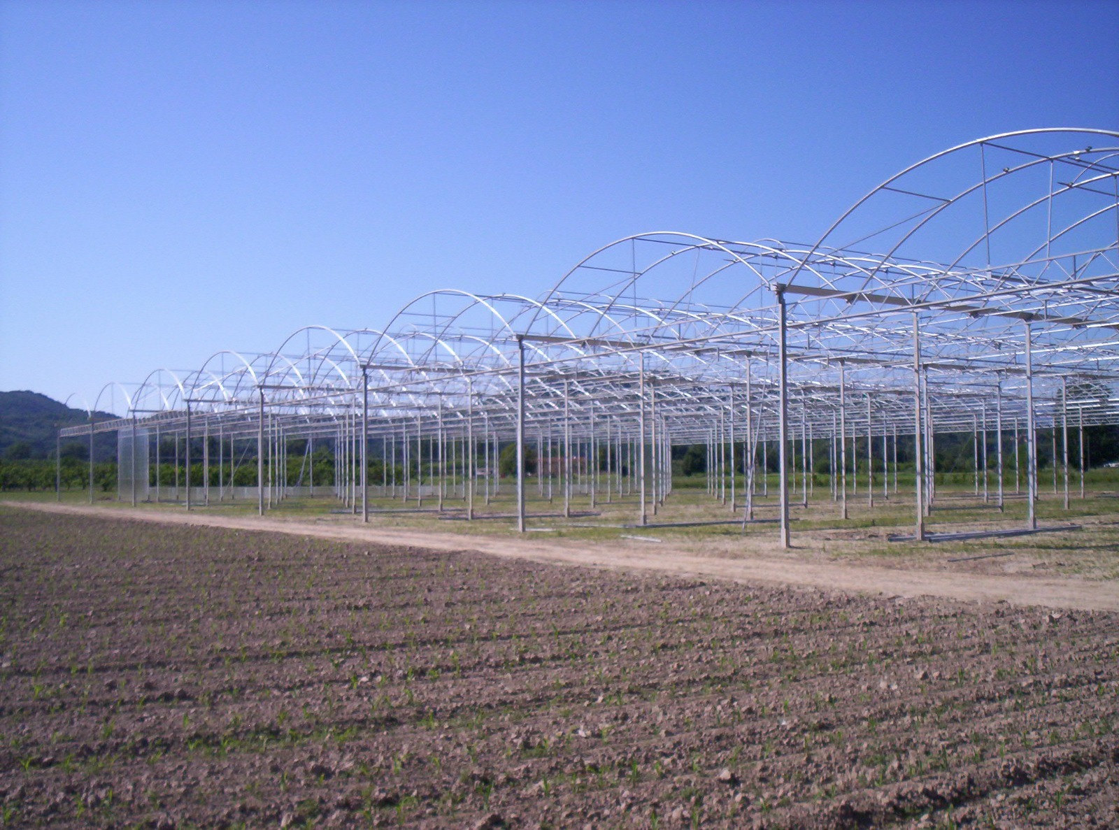 SERRA IDROPONICA HI-TECH 5000 MQ in vendita - foto 13