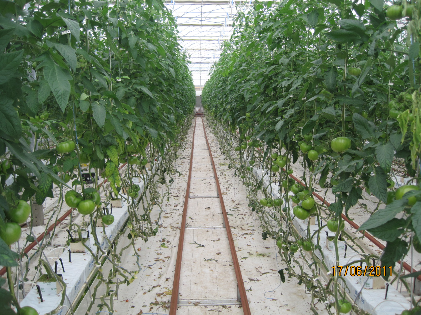 SERRA IDROPONICA HI-TECH 5000 MQ in vendita - foto 5
