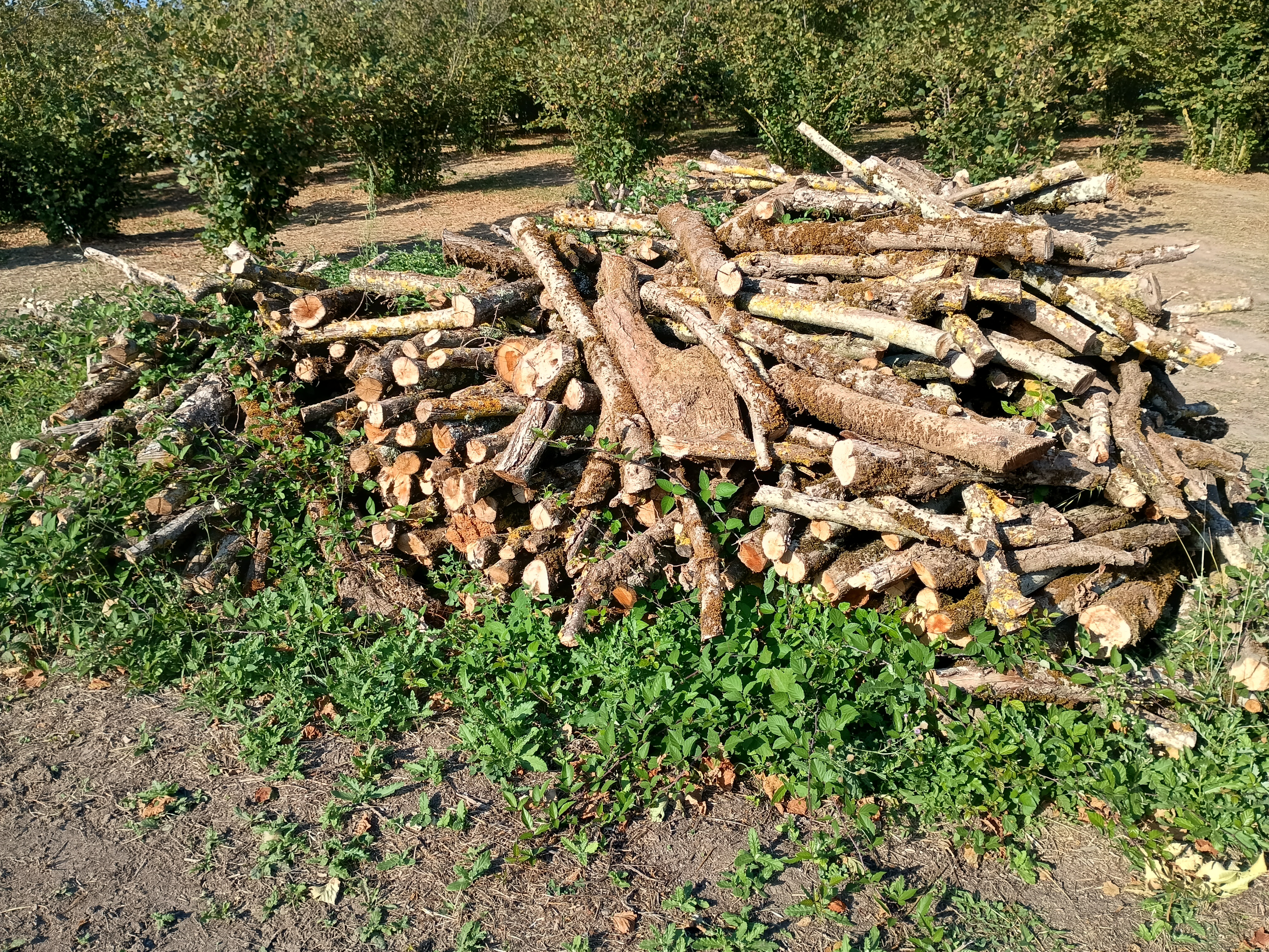 Agricoli in vendita