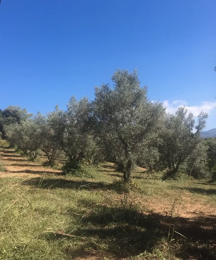 Vendo terreni agricolo in vendita - foto 1
